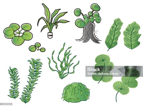 5 aquatic plants drawing|Aquatic Plants royalty.
